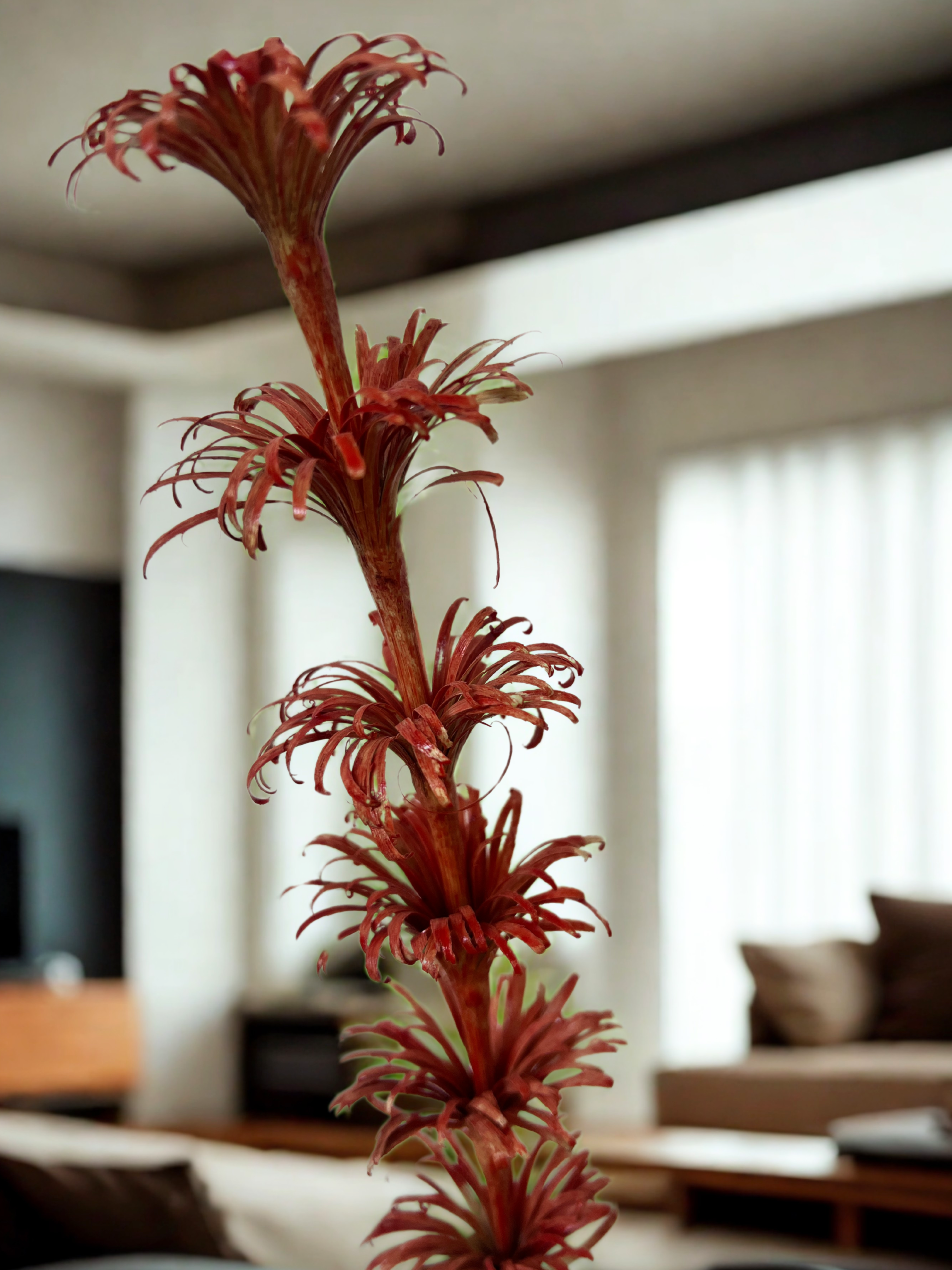 Handmade Dry Flower Sticks