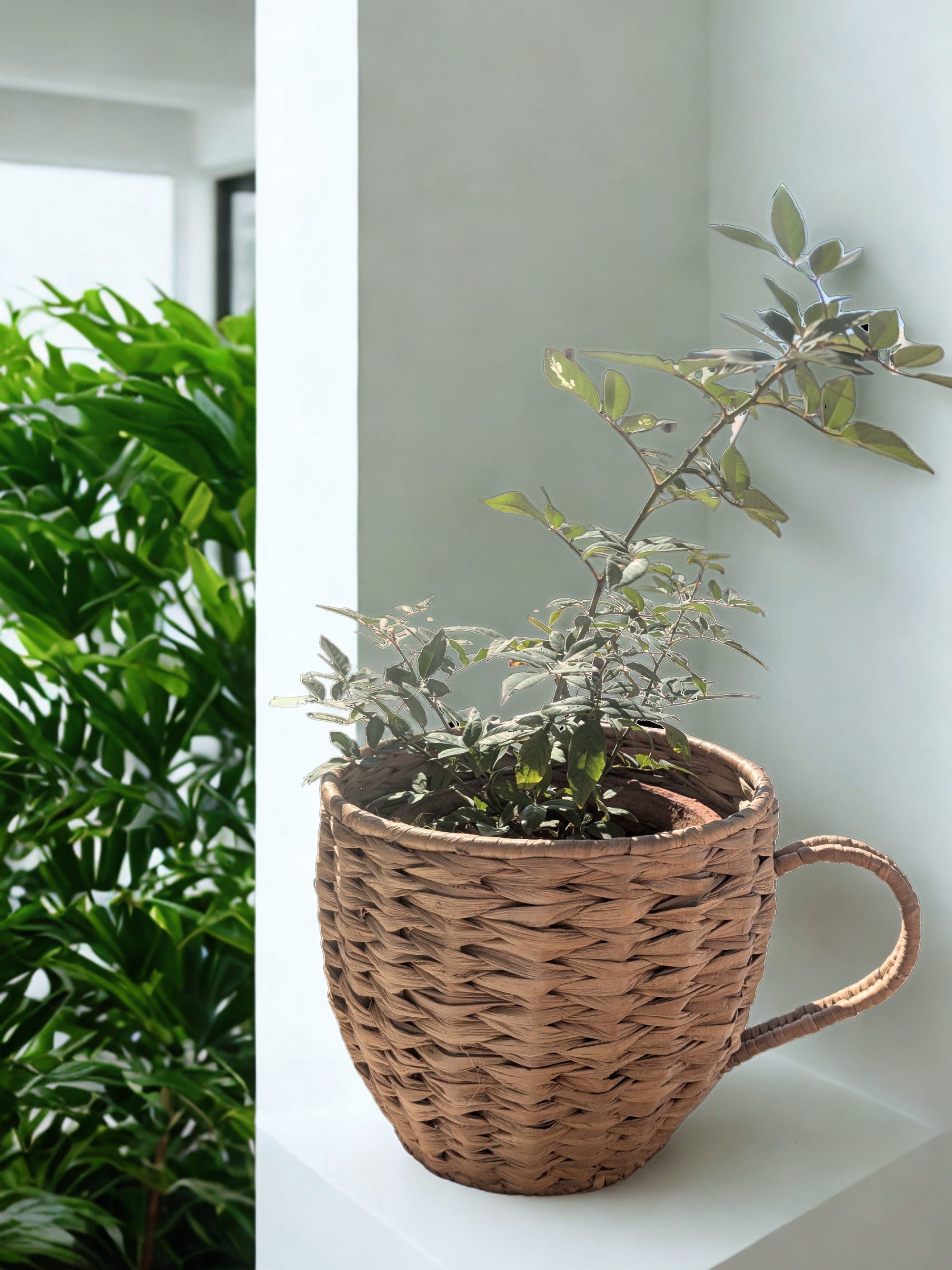 Water Hyacinth Cup Planter